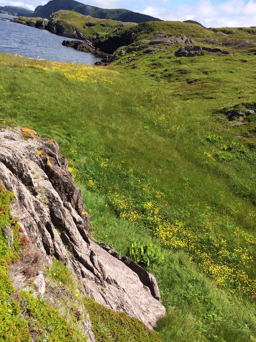 Margarets Cove meadow