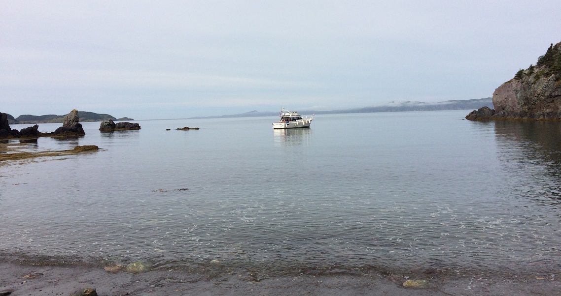 Wild Cove visitors