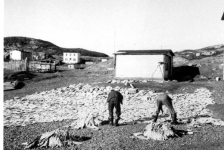 That's Mac and and his son&amp;nbsp; Reg Best turning over the salt fish.&amp;nbsp; To the upper left are Bill Fulford's and Mrs. Mary Fulford's houses.
